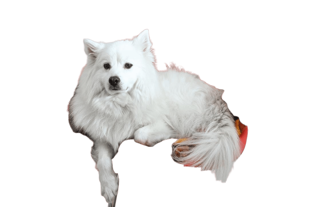 segment=foreground output